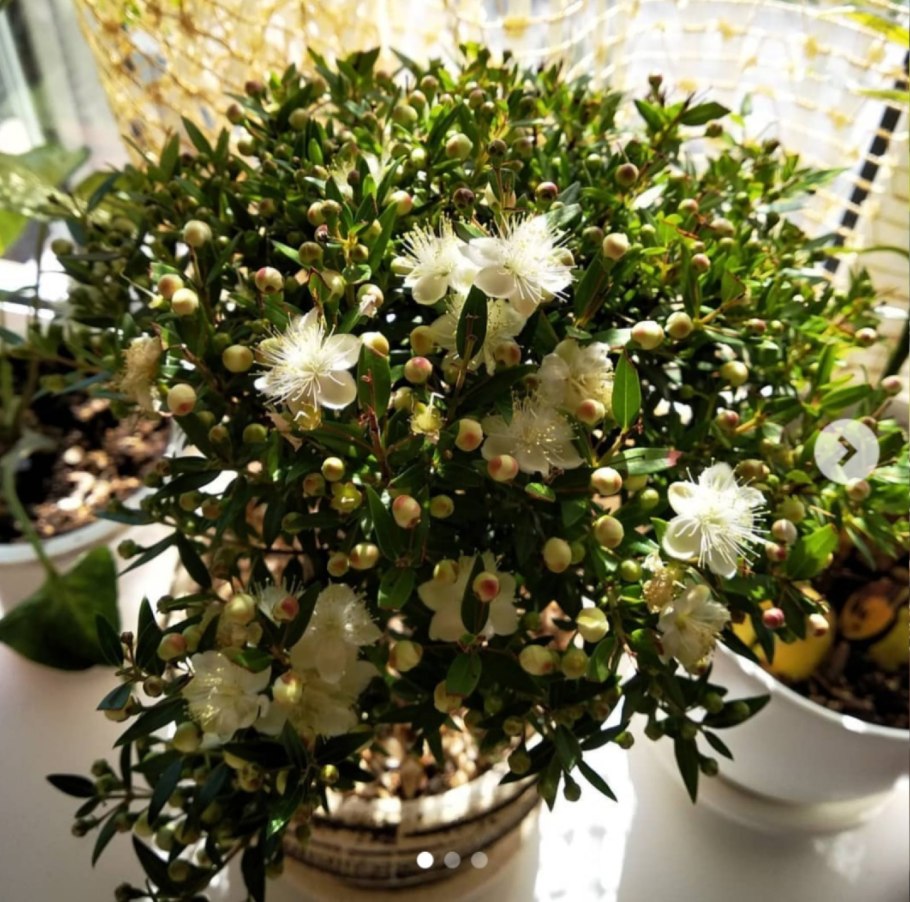 Мирт цветок комнатный