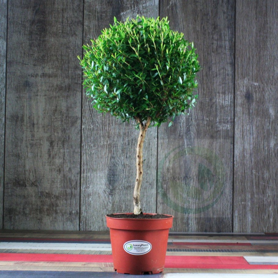 Мирт коммунис штамбовый