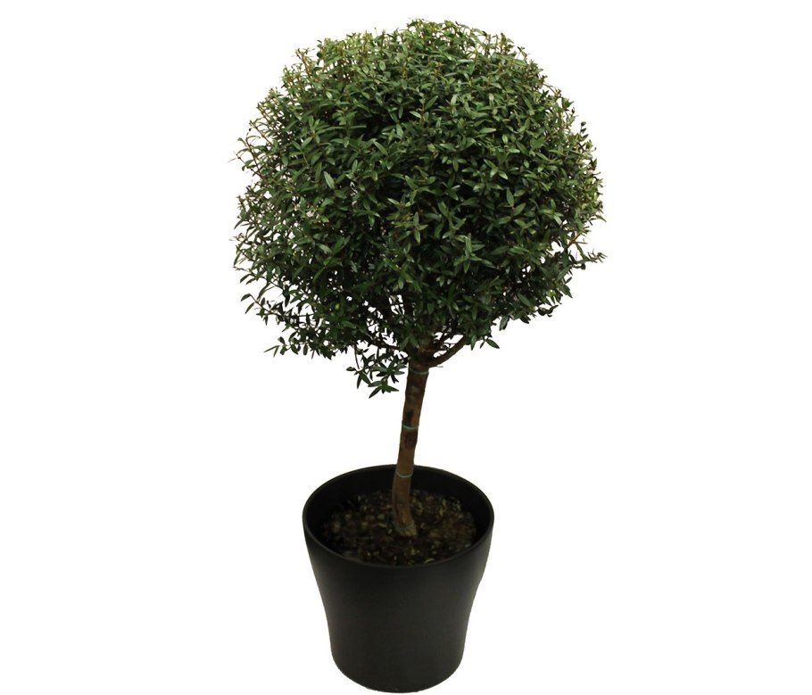 Дерево Мирт