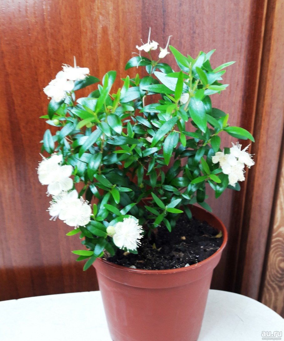 Мирт дерево комнатное
