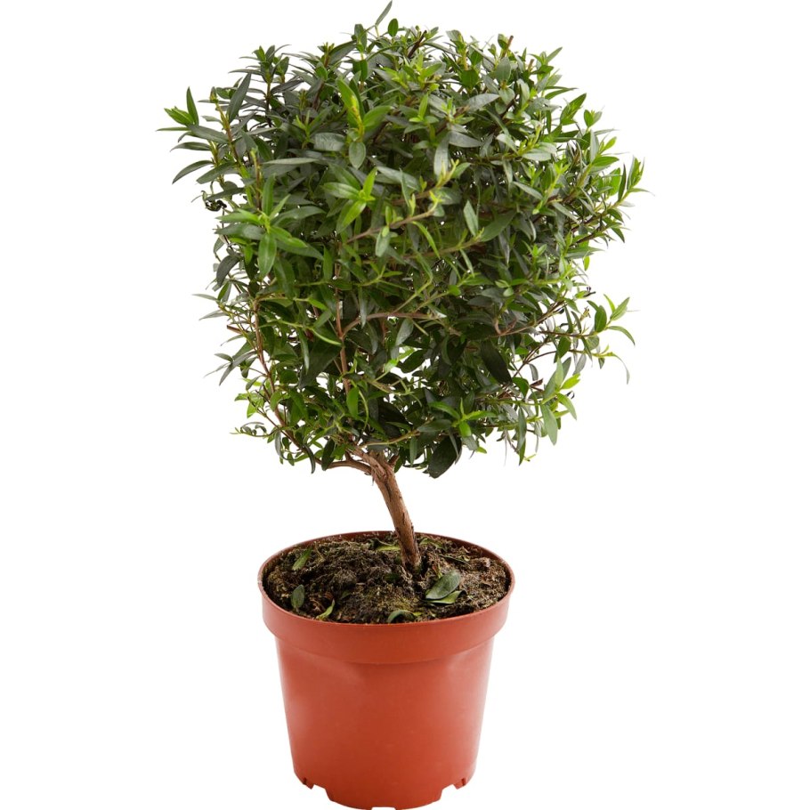 Мирт Myrtus communis