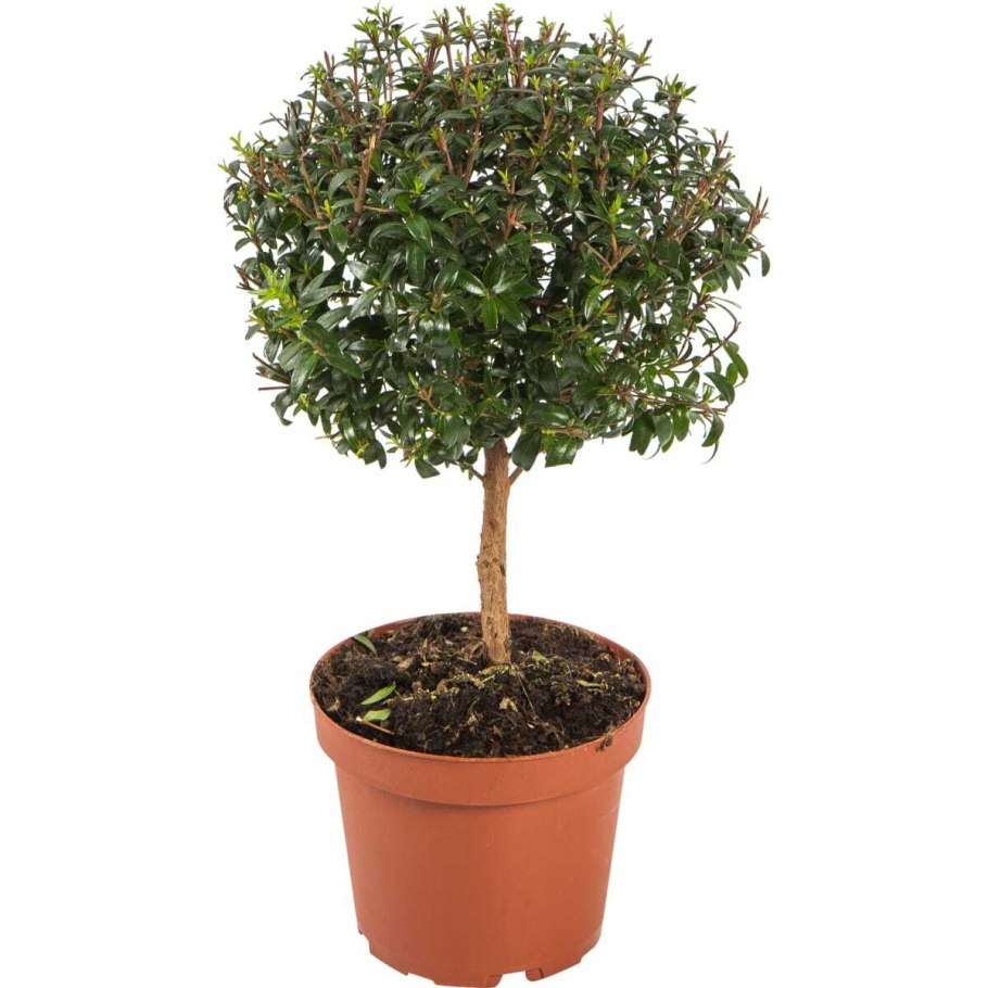 Мирт обыкновенный мелколистный