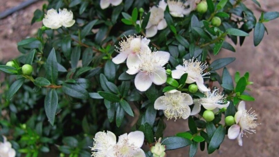 Мирт Flore pleno