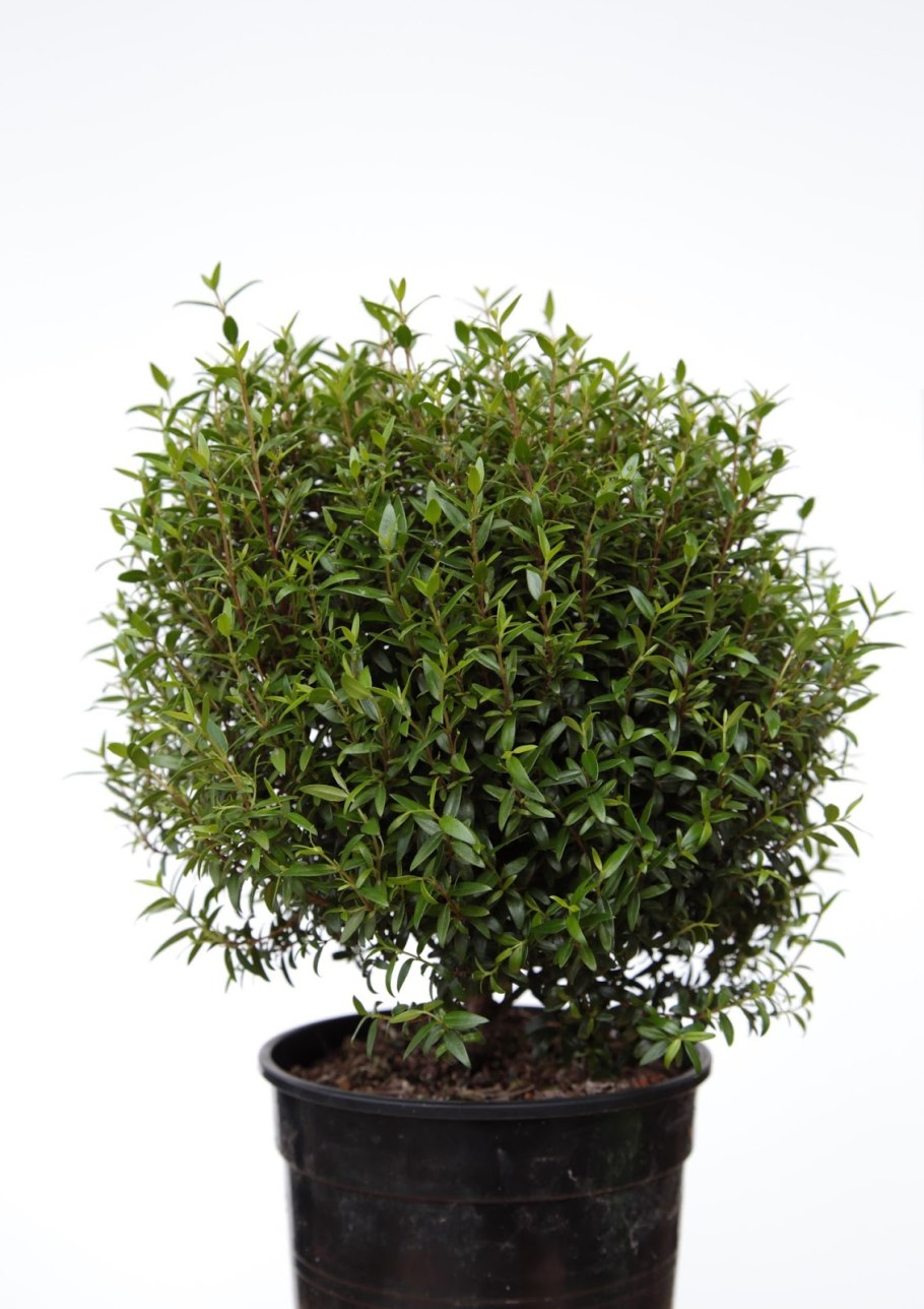 Мирт коммунис