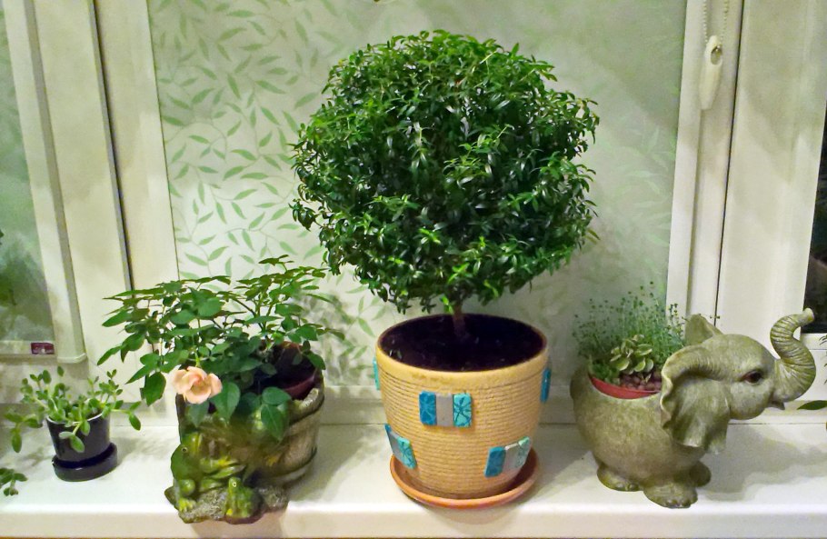 Мирт самшит