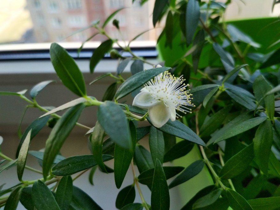 Мирт обыкновенный цветет