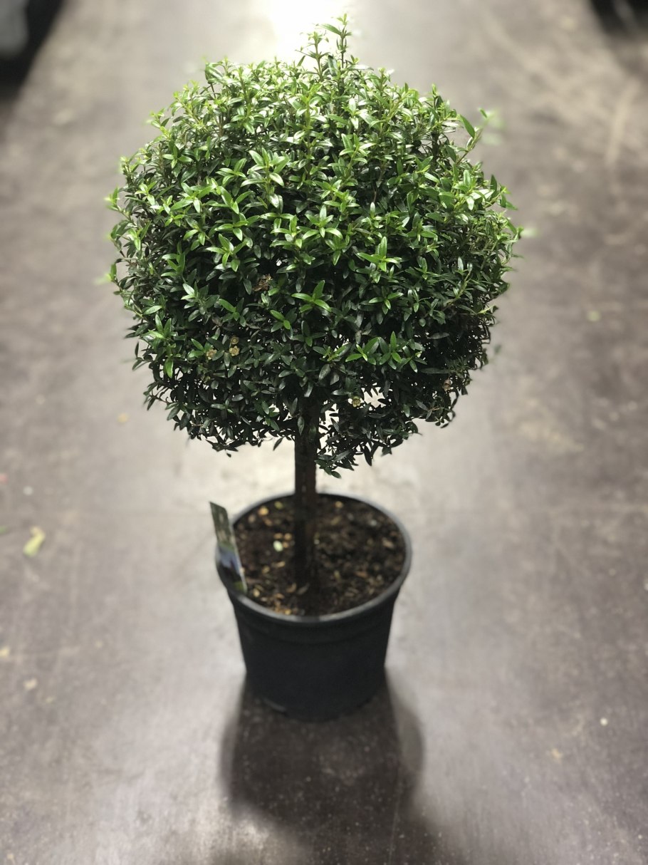 Мирт Альгамбра