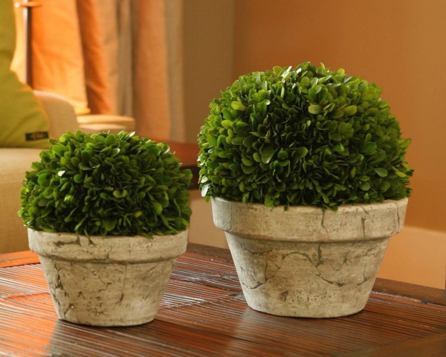 Мирт - Myrtus d12 h30