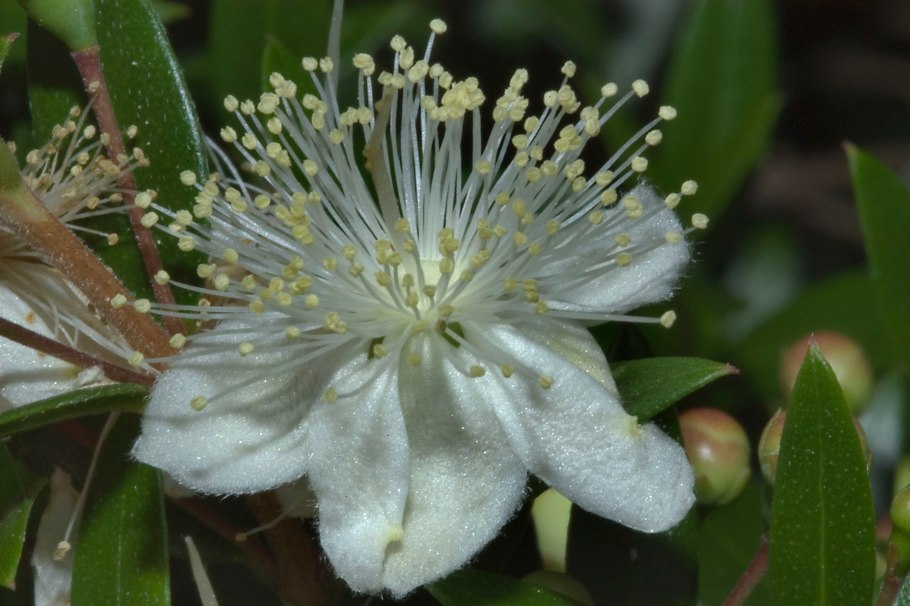 Мирт обыкновенный (Myrtus communis