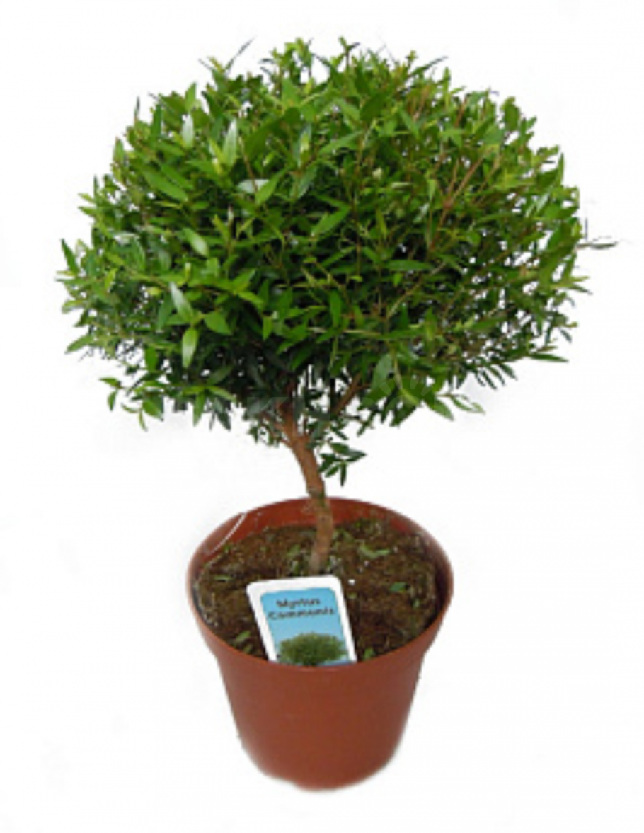 Гардения жасминовидная бонсай