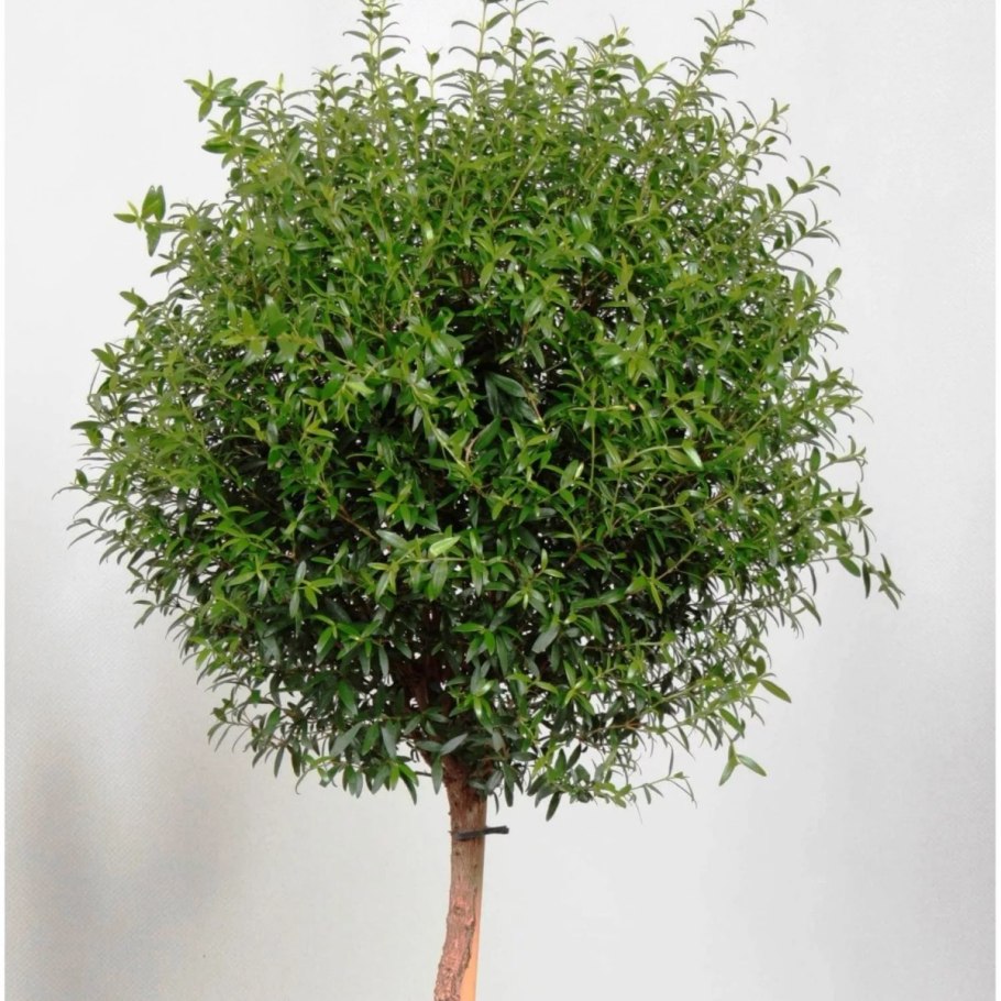 Мирт обыкновенный дерево