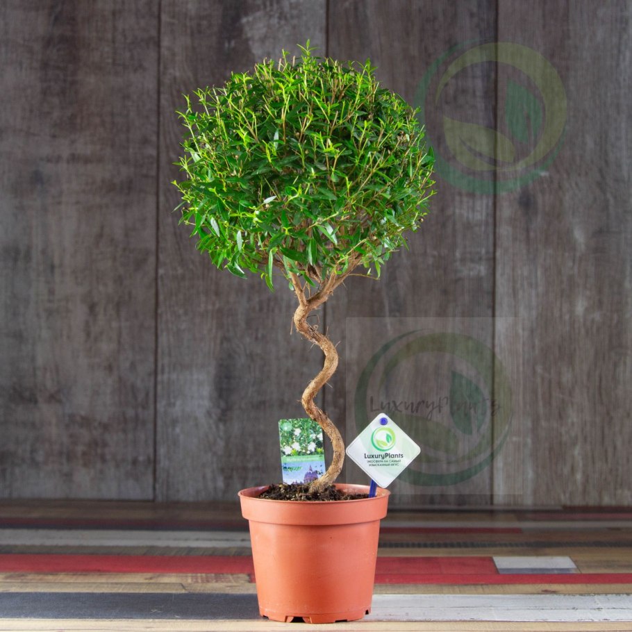 Миртовое дерево