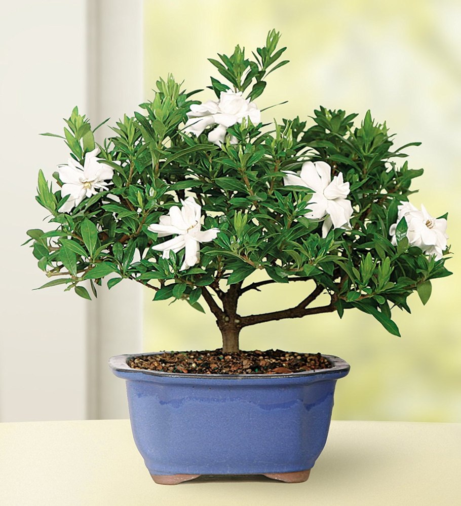 Мирт адамово дерево