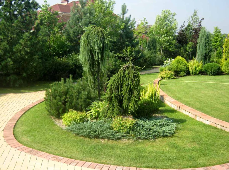 Ива Матсудана с хвойными