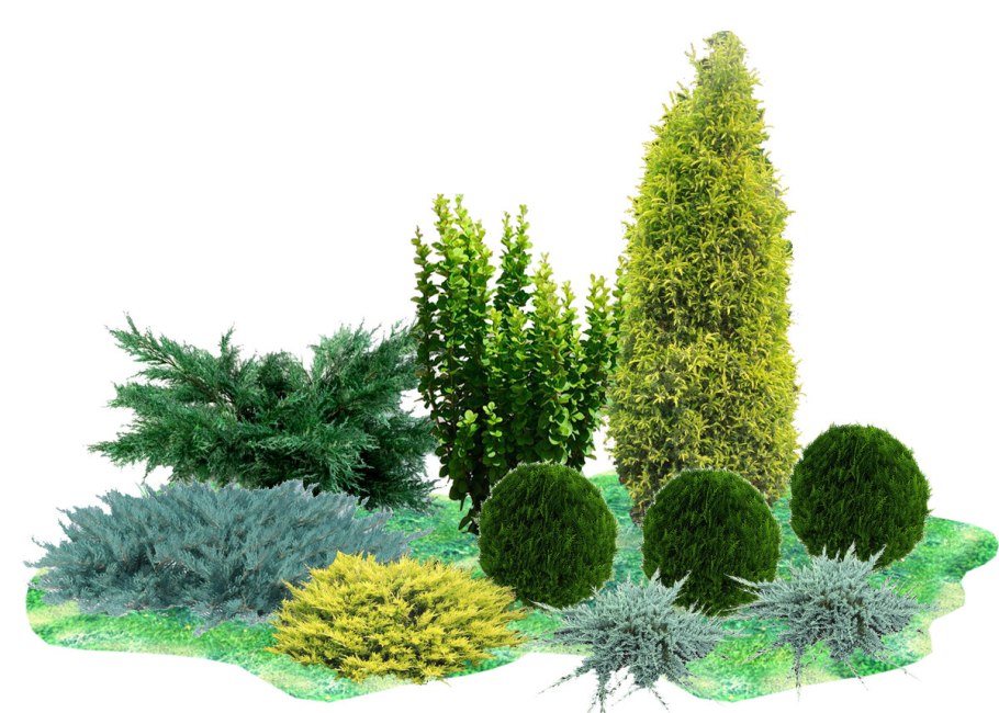 Туя Смарагд