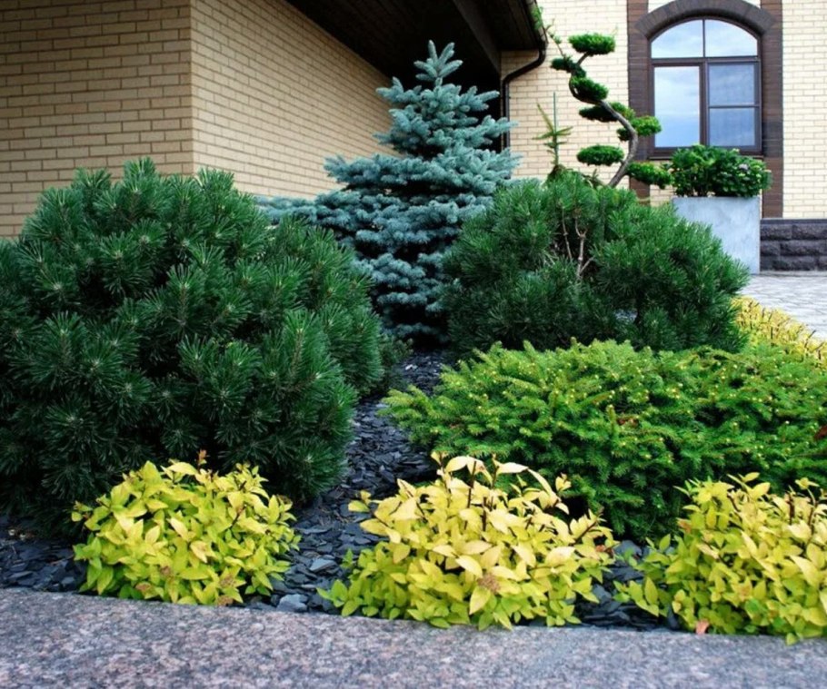 Туя бересклет скумпия миксбордер