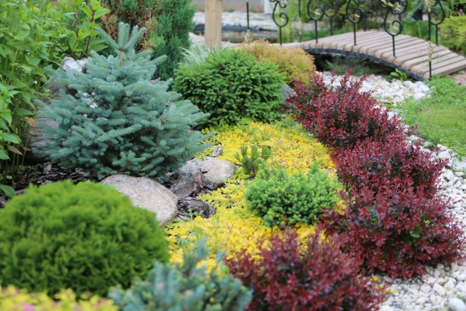 Барбарис.Тунберга рокарий