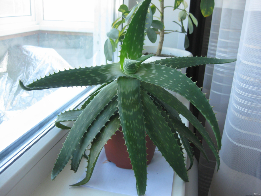 Алоэ Вера цветок лечебный