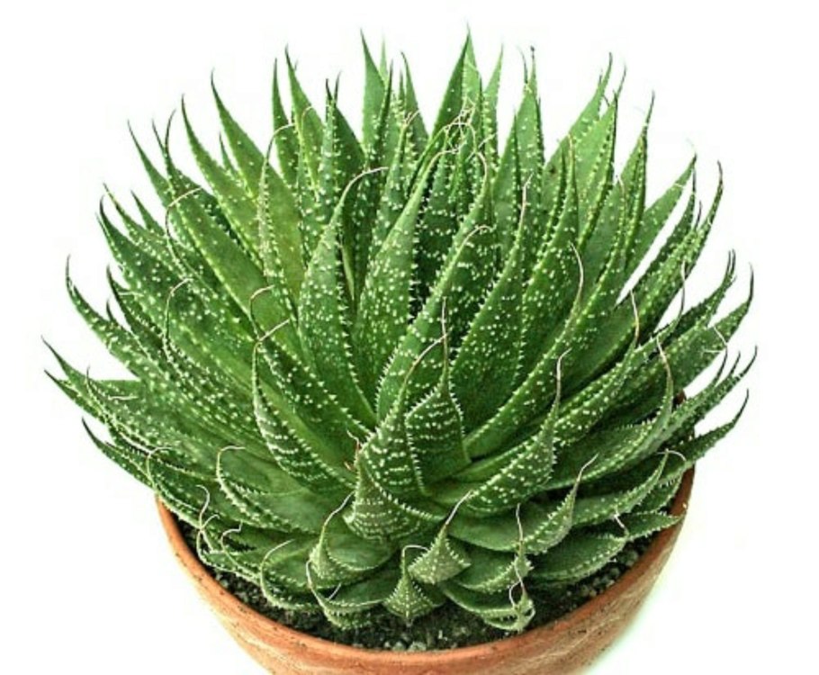 Горшок для алоэ остистое