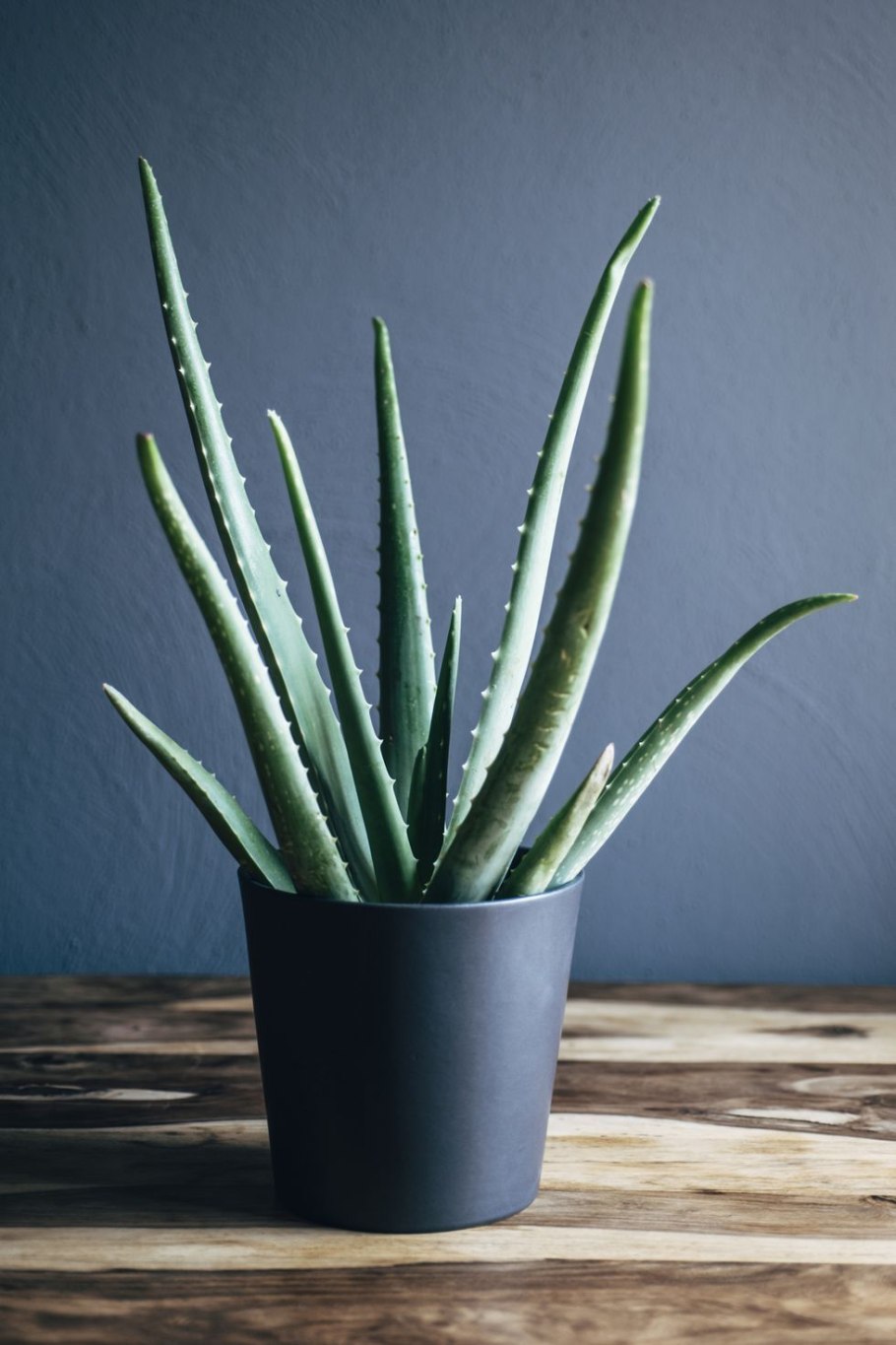 Суккулент алоэ Вера