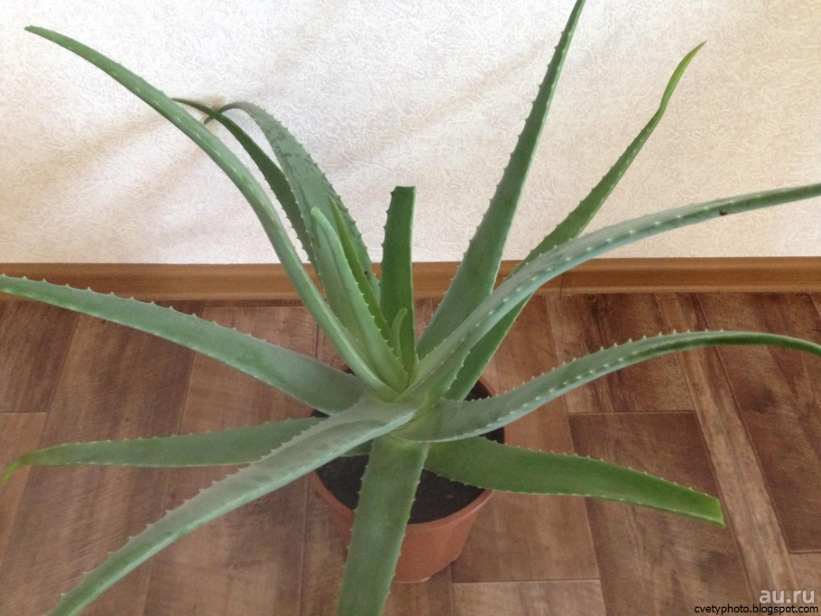 Алоэ перфолиатум