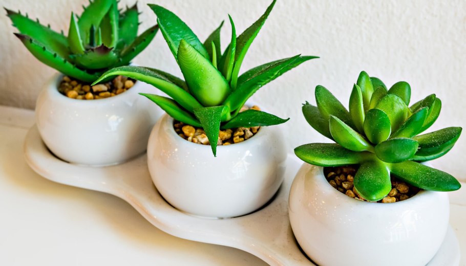 Каланхоэ алоэ Вера