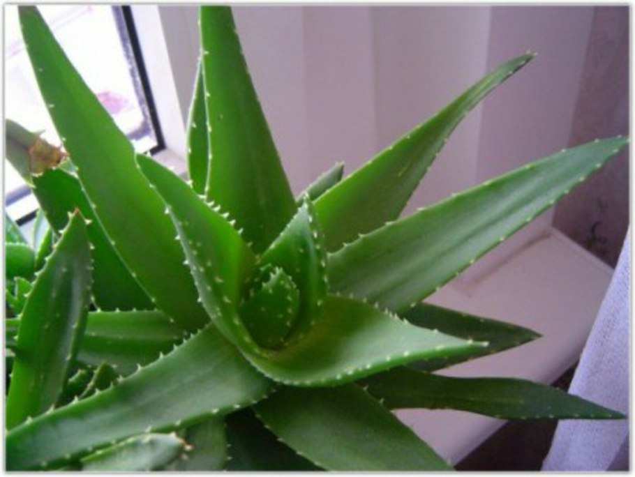 Каланхоэ алоэ Вера