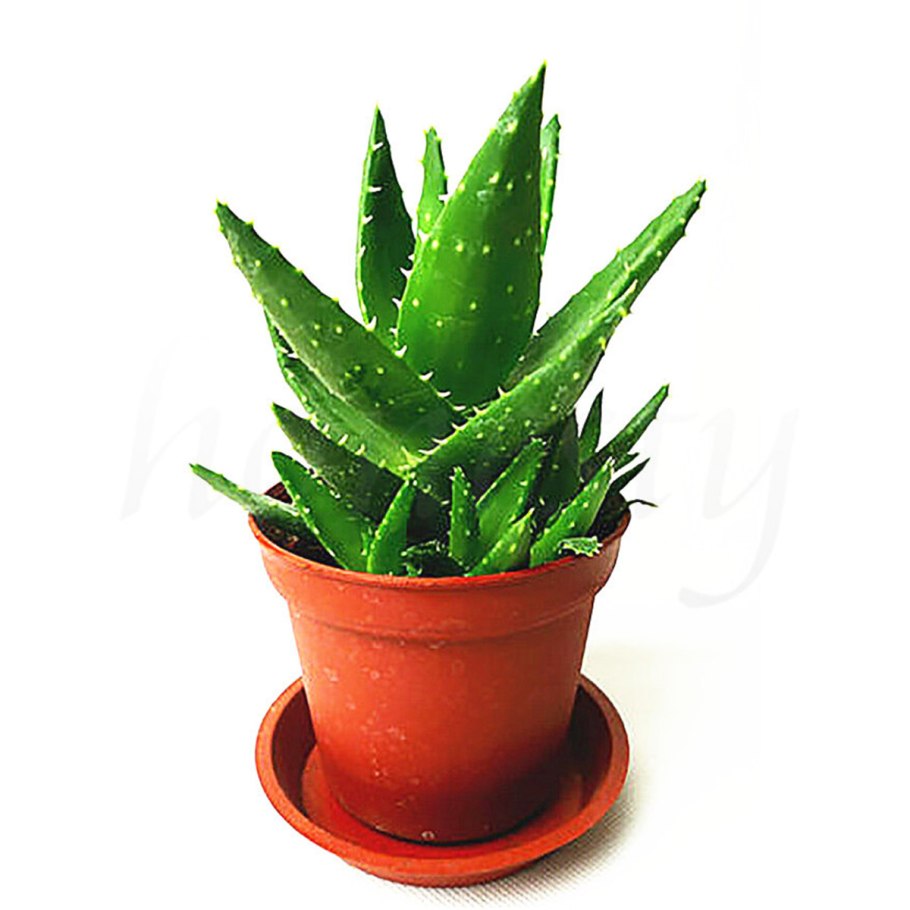 Суккулент алоэ Вера