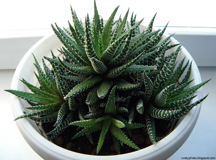 Хавортия алоэ цветок