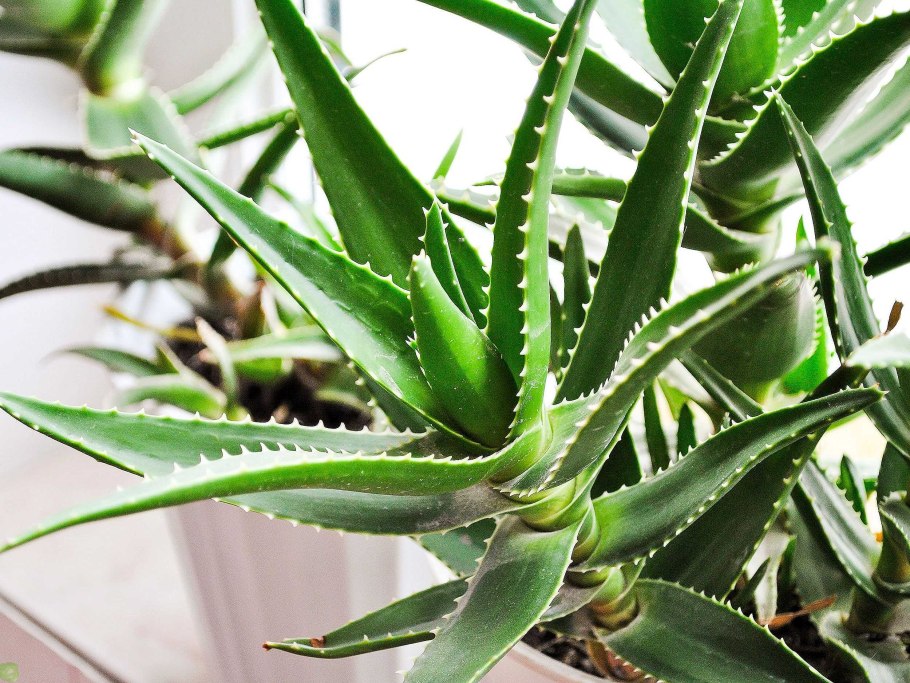 Алоэ Вера цветок столетник