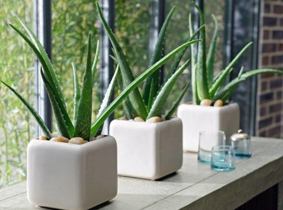 Алоэ Вера комнатное растение