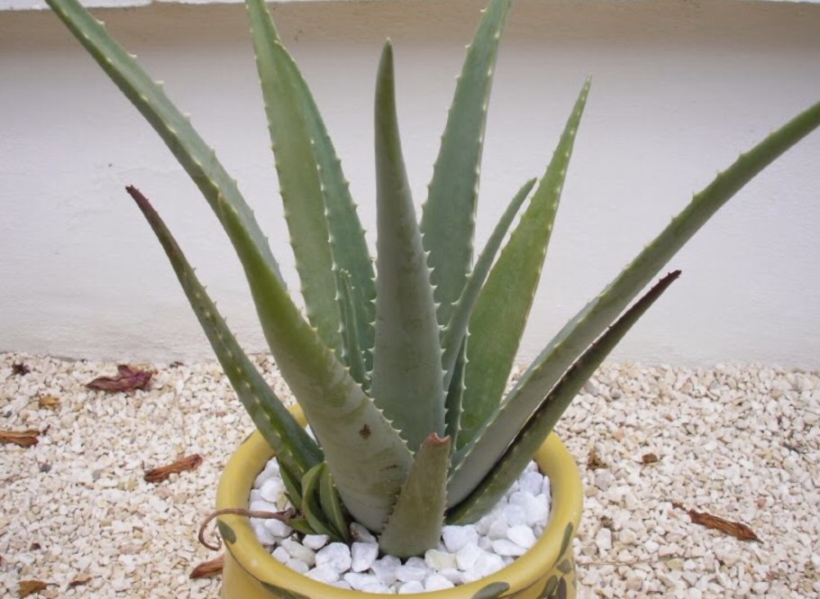 Неприхотливость растения алоэ Вера