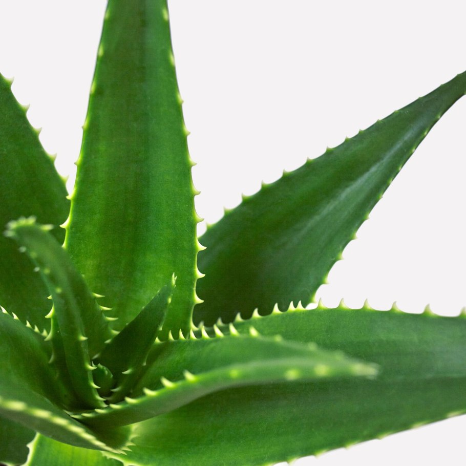 Алоэ булавоцветковое