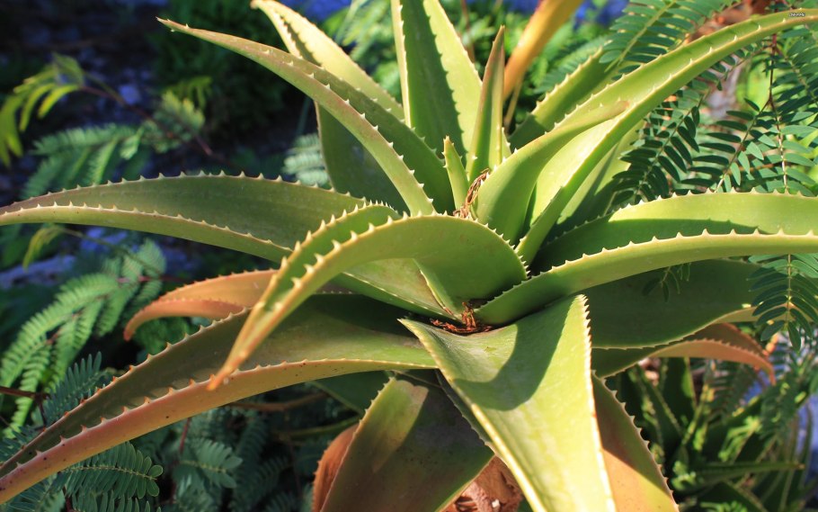 Алоэ столетник растение