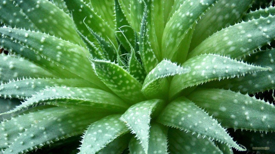 Алоэ Вера Aloe Vera