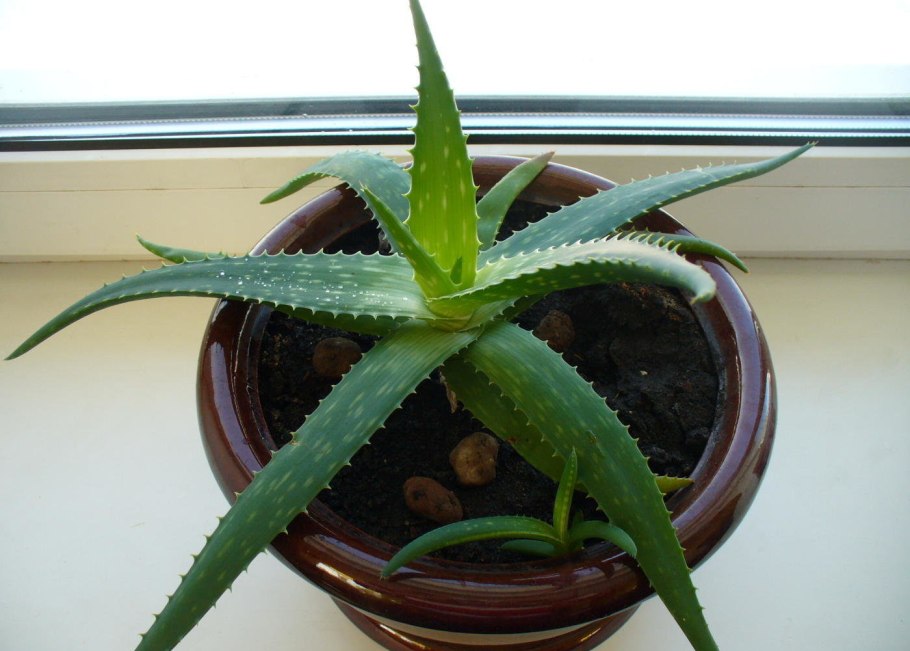 Алоэ перфолиатум