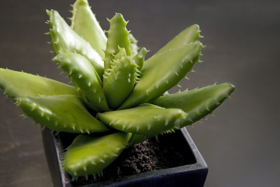 Алоэ Вера d12 h30