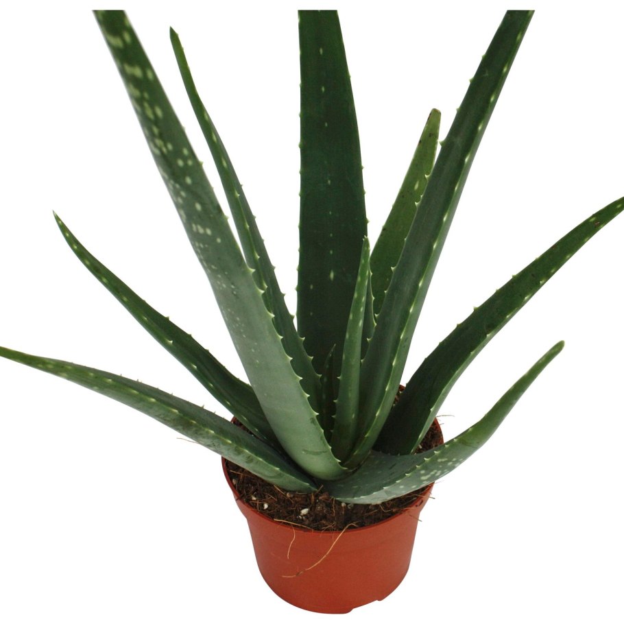 Комнатные цветы алоэ Вера