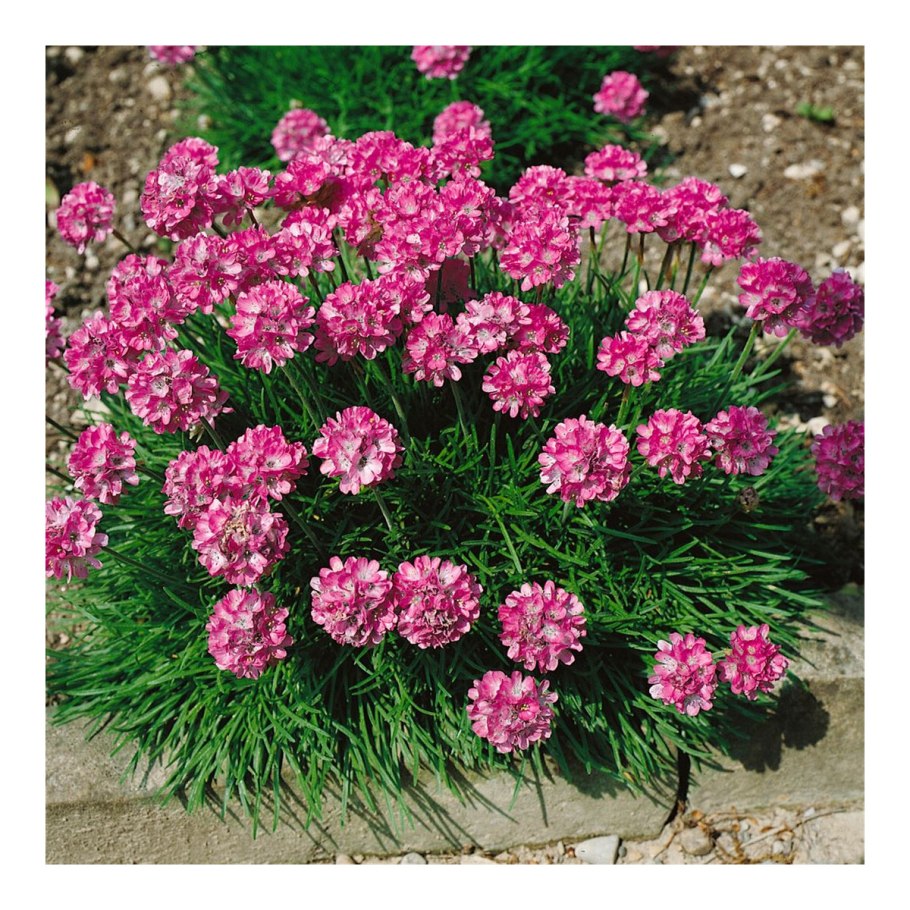 Армерия Песчаная