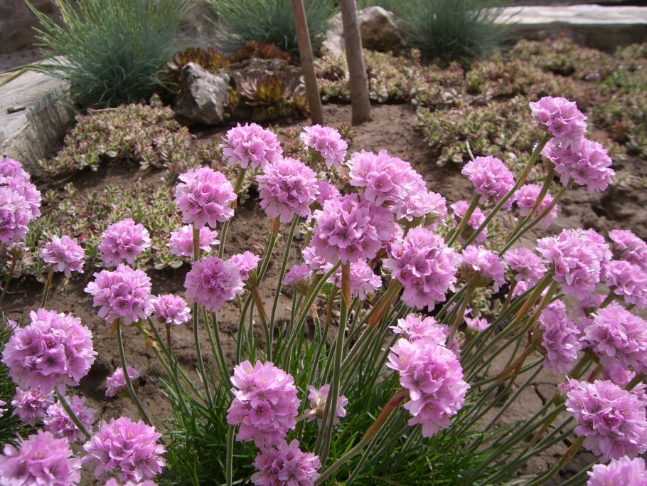 Армерия Приморская Розеа