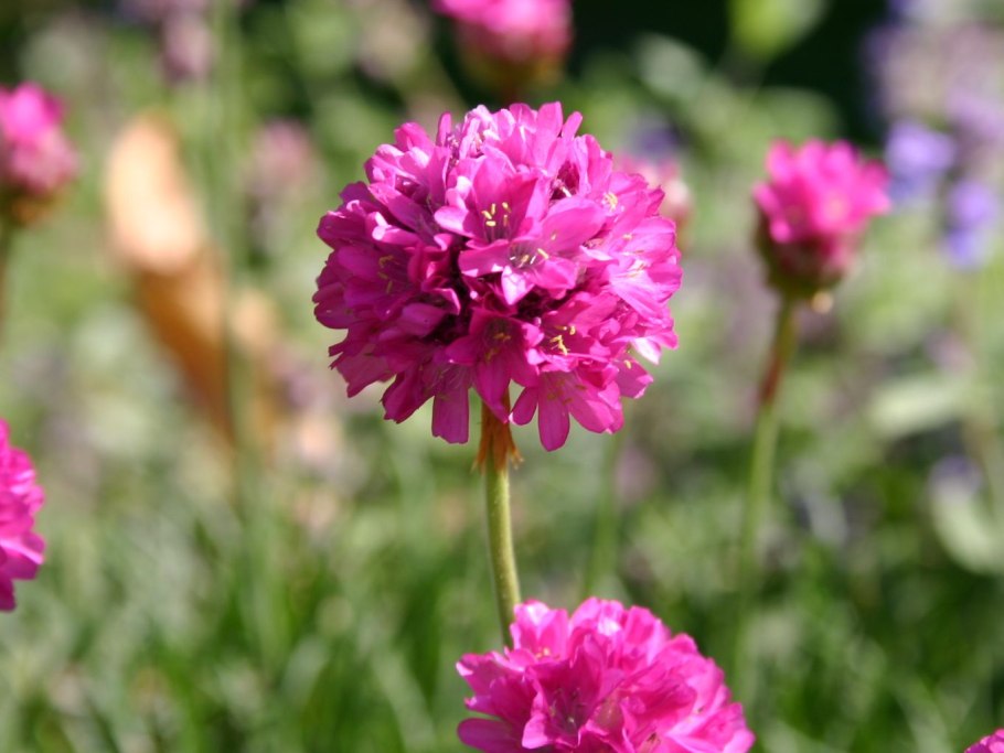 Армерия прекрасная Анна-Мария
