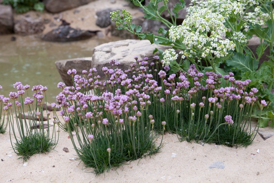 Армерия Приморская (Armeria maritima)