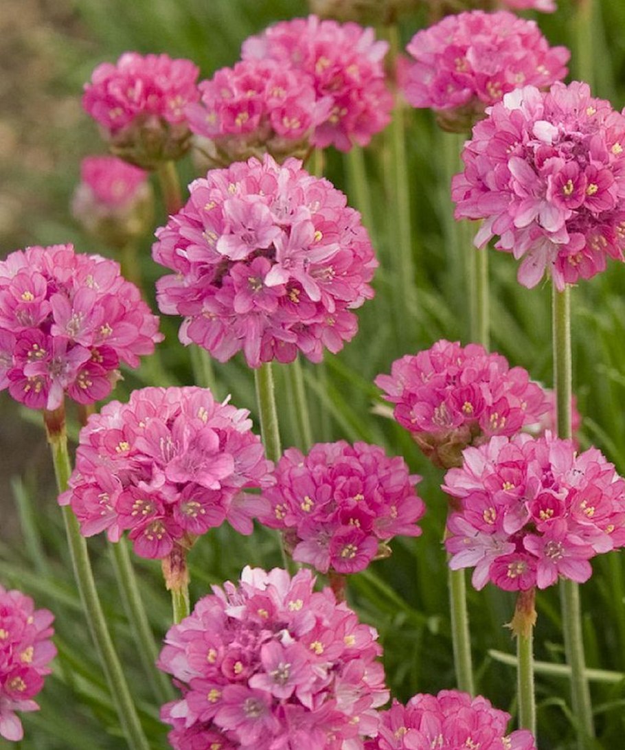 Армерия Приморская