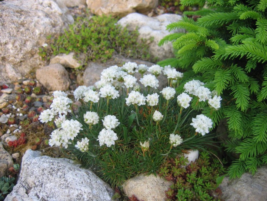 Армерия Приморская Альба