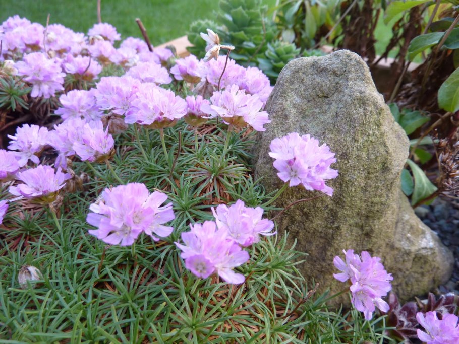 Армерия можжевелолистная