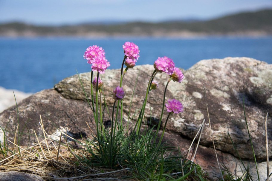 Армерия Приморская