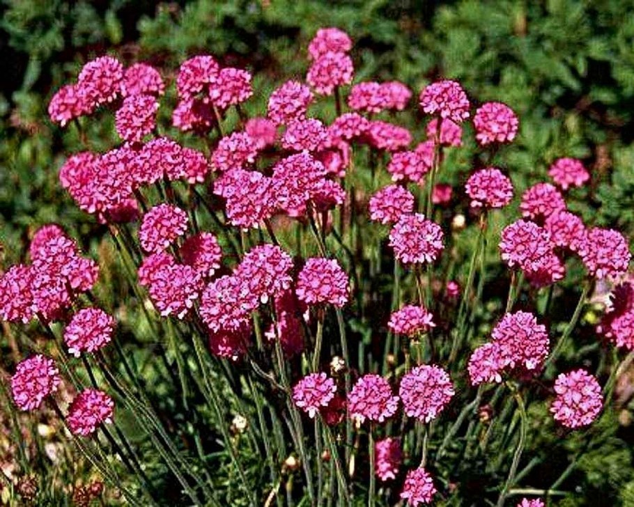 Армерия Приморская Розеа