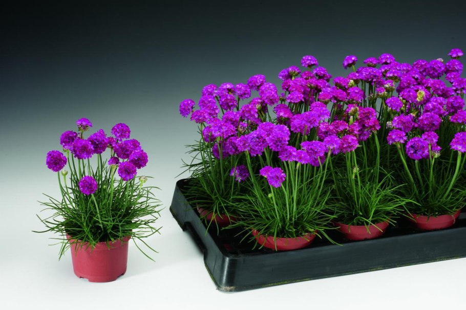 Армерия дип Роуз