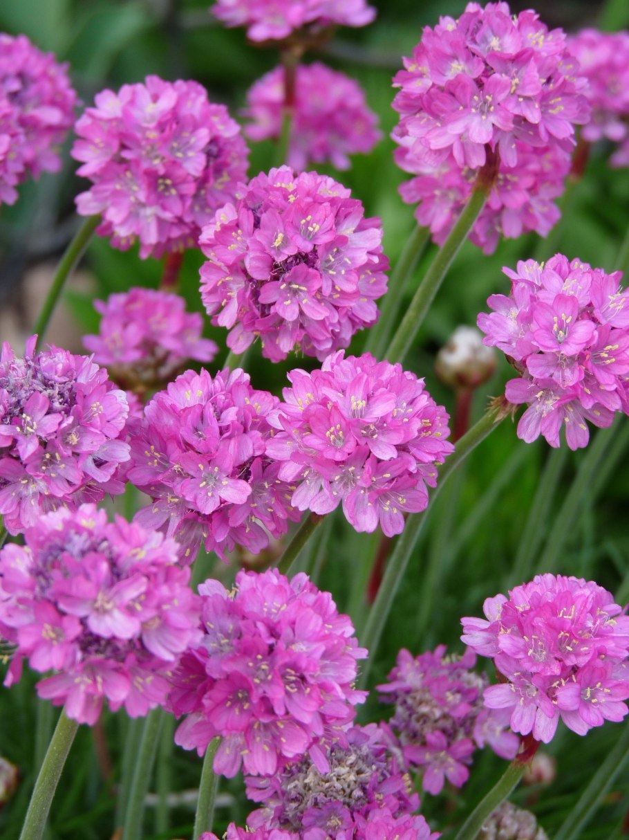 Армерия Приморская Розеа