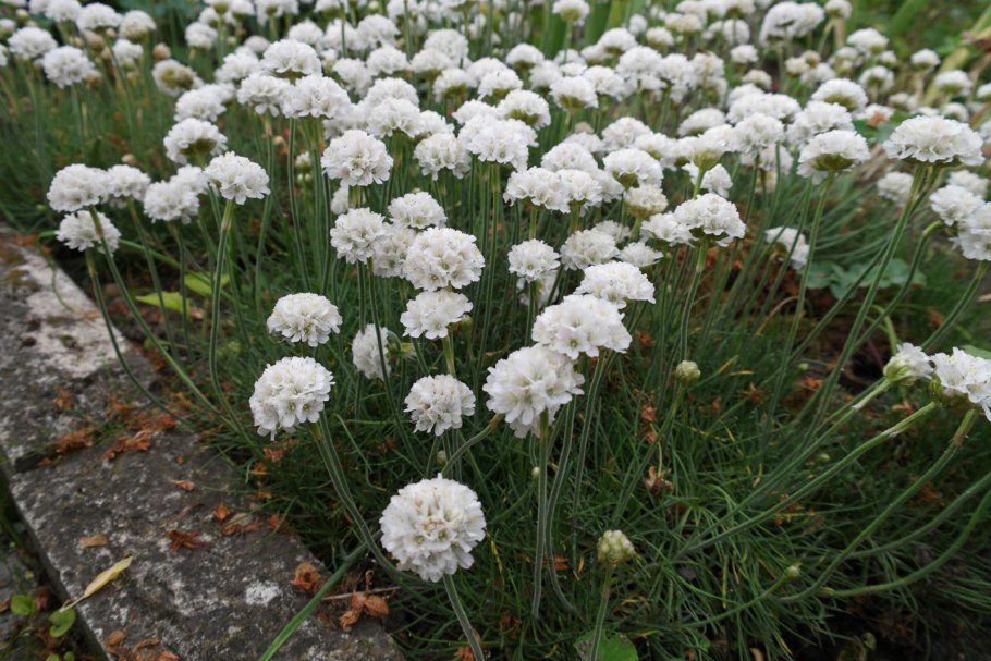 Армерия Приморская "Альба" Armeria maritima 'Alba'